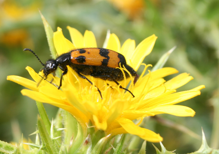 Meloidae:  Mylabris variabilis